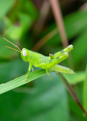 Green grasshopper on blade of grass