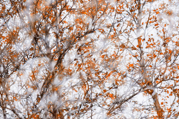 Herbstinspiration, Vaglaskogur, Island