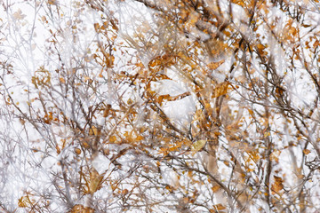 Herbstinspiration, Vaglaskogur, Island
