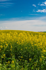 Obraz premium Rape flowers against sky
