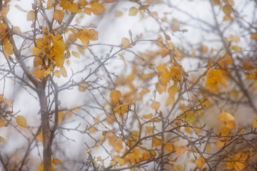 Herbstinspiration, Vaglaskogur, Island