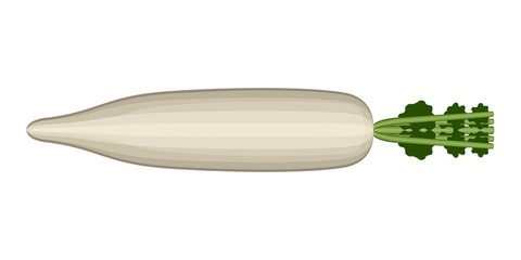 Isolated turnip icon image. Vector illustration design