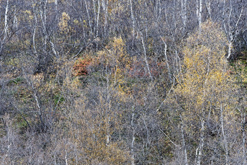 Birke (Betula) im Herbstkleid, Vaglaskogur, Island