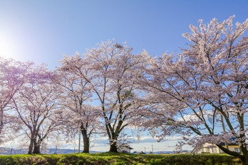 Fototapeta na wymiar Beautiful cherry blossom , sakura in spring time , Japan.