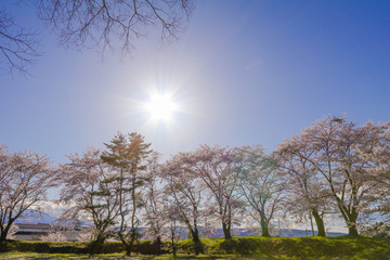 Plakat Beautiful cherry blossom , sakura in spring time with sunrise in Japan.