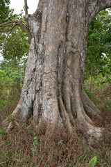 tree in forest