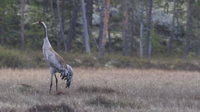 Gray crane (Common crane, Grus grus) walks in the swamp. Royal bird in Lapland in the conditions of the Scandinavian boreal forests