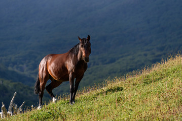Fototapeta na wymiar Wild horse standing on a sunny hillside in Cerro Alarken Nature Reserve, Ushuaia, Argentina