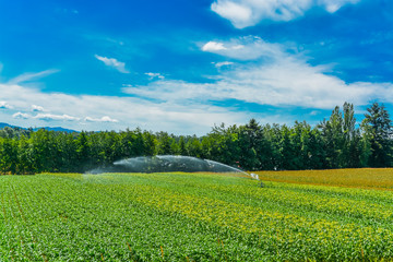 Farmer's field with corn growth from the ground. Farmer's field with mountain and blue sky background. British Columbia, Canada