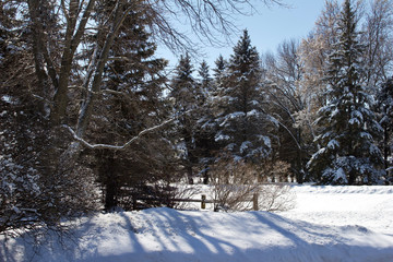 Rural winter landscape scene with a small fence and snow covered evergreen trees