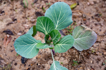 Single young cabbage plant