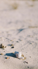shell on the beach