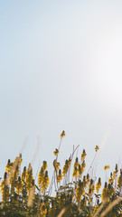 Warm Yellow Flower iPhone Background