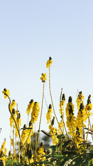 Yellow Flower iPhone Background 