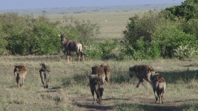 Many hyenas getting closer to an antelope..mov