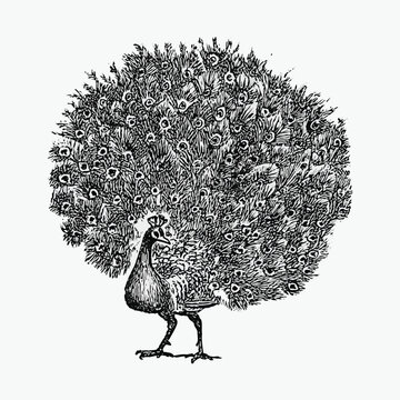 Vintage peacock illustration