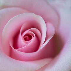 Close up of pink flower : Rose texture macro closed up