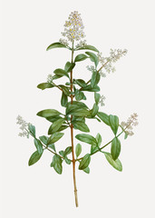 Blooming wild privet