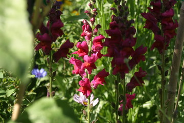 Muflier Gueule de loup Antirrhinum majus-1