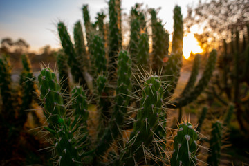Imágenes del atardecer a través de las espinas y cactus 