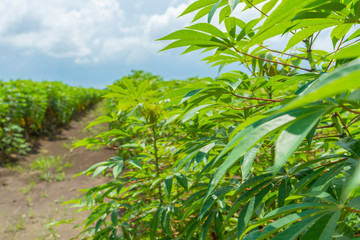 Cassava plantation farm with blue sky in a farm