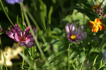 Floraison au jardin d'agrément-6