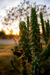 Imágenes del atardecer a través de las espinas y cactus 