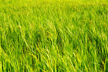 Background of Rice Plantation Field