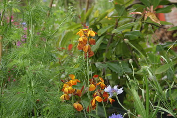 Floraison au jardin d'agrément-1