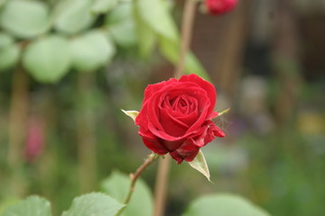 Roses-7