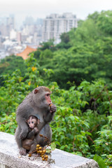Formosan Rock Macaque Mother and Baby Monkey Eating Fruit in Kaohsiung, Taiwan