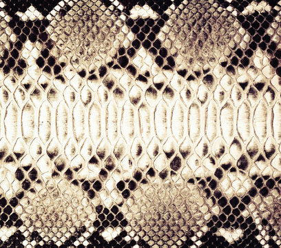 Brown snake skin background. Animal print texture