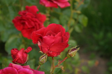 Fototapeta premium Roses-4