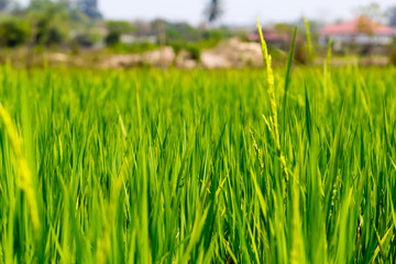 Background of Rice Plantation Field