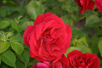Roses-3