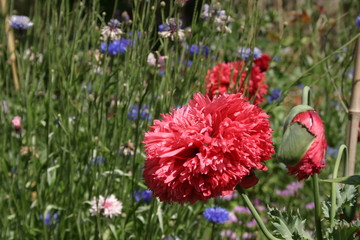 Fleur pavot double-3