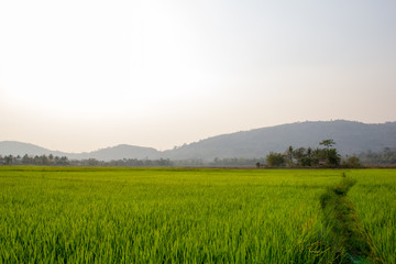 Background of Rice Plantation Field