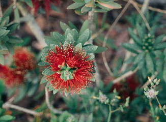 bottlebrush tree and flower