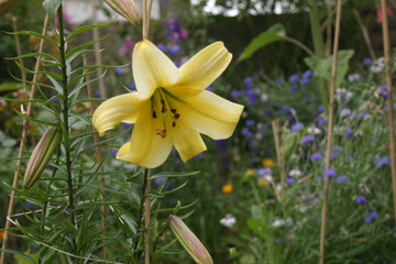 Lys Lilium-10