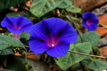 CAMPANITA VIOLETA SILVESTRE