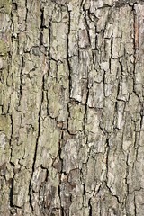 detail of an apple tree trunk