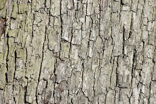 detail of an apple tree trunk