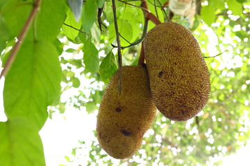 jackfruit on tree