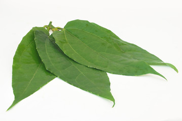 Obraz premium Thunbergia laurifolia