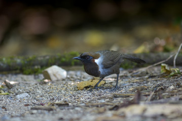 White-necked Laughingthrush