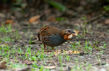 Rufous-throated Partridge, Beautiful bird in Thailand.