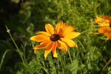 Gaillarde