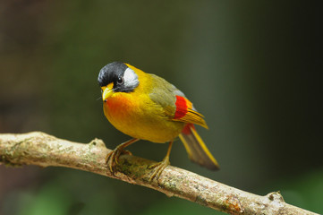 Fototapeta premium Silver-eared Mesia; Leiothrix argentauris, Beautiful bird in Thailand.