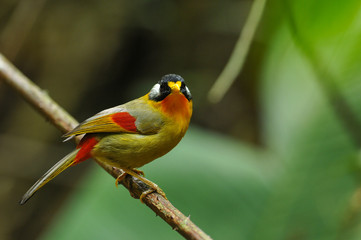 Silver-eared Mesia; Leiothrix argentauris, Beautiful bird in Thailand.