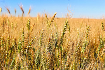 Side view of barley heads against a blue sky